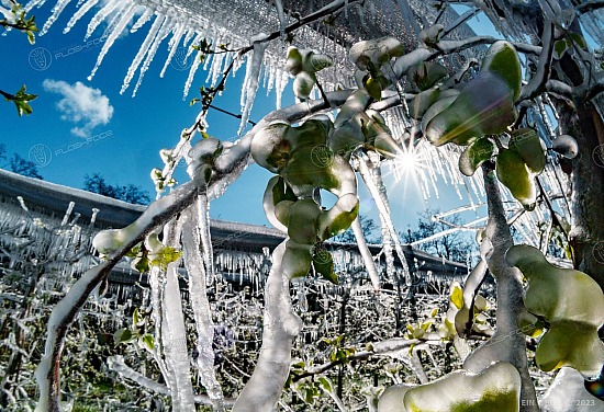20230405 Frost in der Wachau